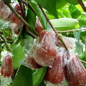 Túi bọc mận