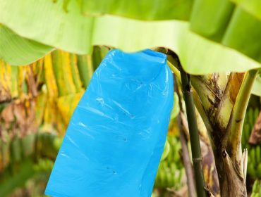 Lợi ích khi sử dụng túi nhựa PP trùm chuối trong canh tác nông nghiệp