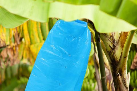 Lợi ích khi sử dụng túi nhựa PP trùm chuối trong canh tác nông nghiệp